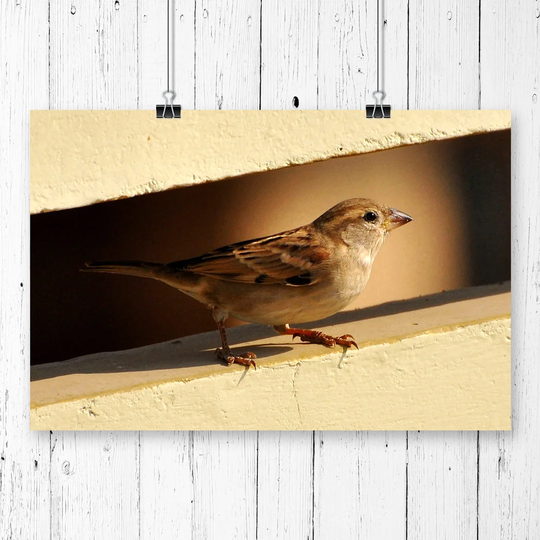 'Sparrow Bird' Graphic Art
