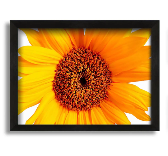 Sunflower Petals - Picture Frame Photograph on Canvas