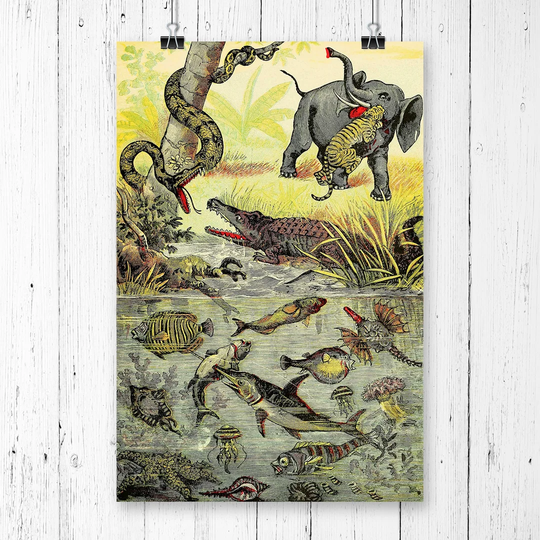 'Vintage Animals, Reptiles & Fish of the Tropics' Graphic Art
