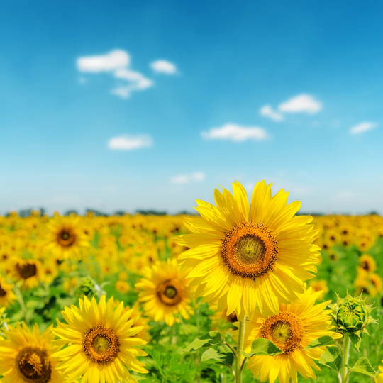 Sunny Day On Field With Sunflowers