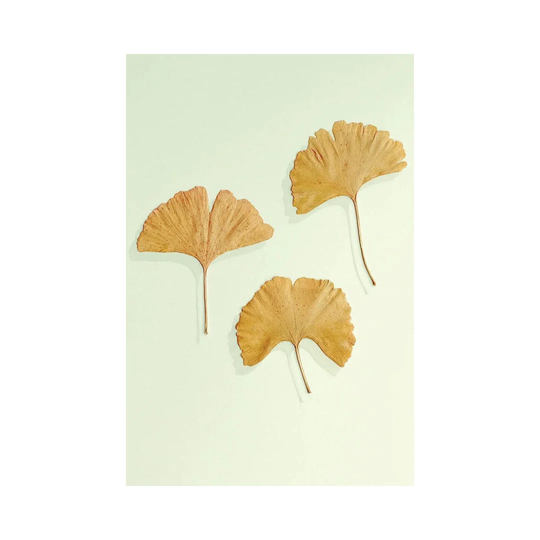 Ginkgo Leaf Trio by Alyson Fennell - Wrapped Canvas Graphic Art