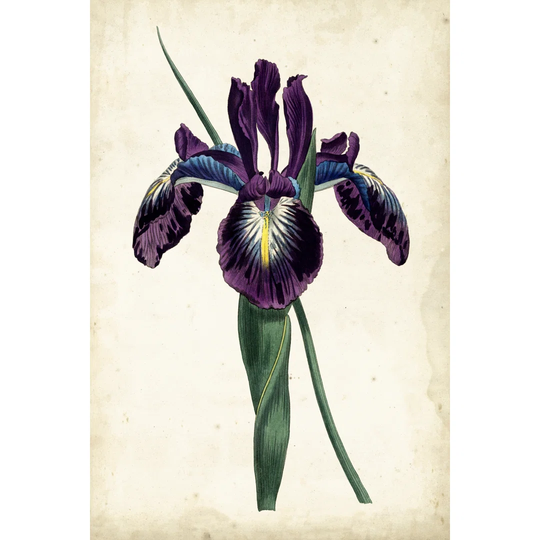 Curtis Iris V - Wrapped Canvas Graphic Art