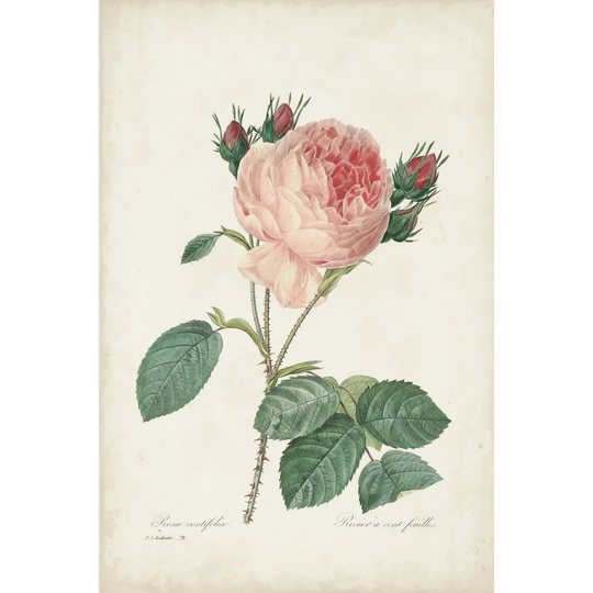 Vintage Redoute Roses V - Wrapped Canvas Painting