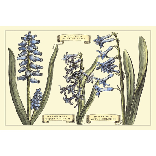 Hyacinth in Bloom by Langlois - Wrapped Canvas Painting