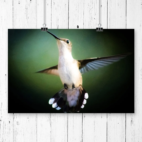 'Hummingbird Bird' Graphic Art