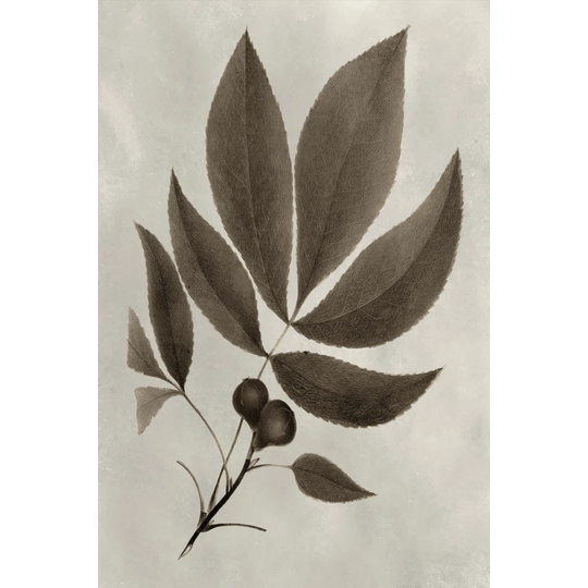 Arbor Specimen V by Vision Studio - Wrapped Canvas Painting