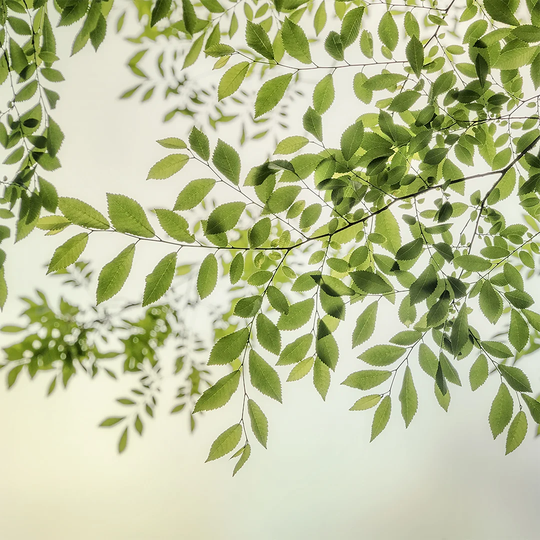 Summer Light II by Dianne Poinski - Wrapped Canvas Photograph