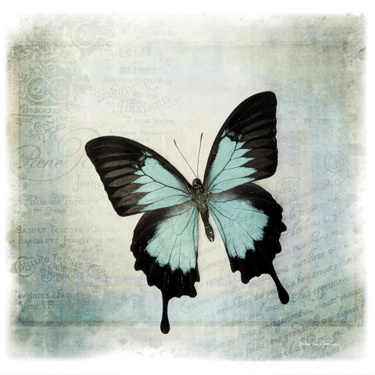 Floating Butterfly III by Debra Van Swearingen - Wrapped Canvas Graphic Art