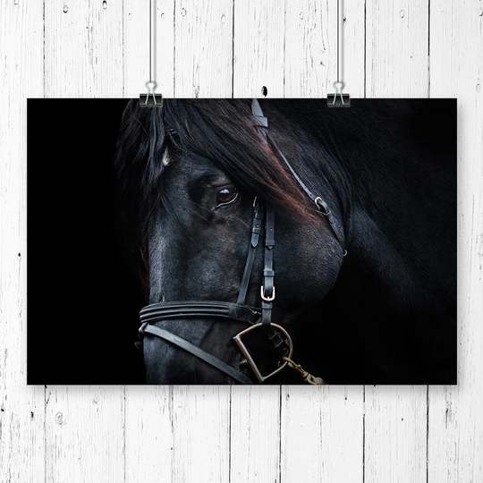 'Black Horse Stallion' Graphic Art
