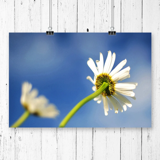 'White Flowers Reaching for the Sun' Graphic Art