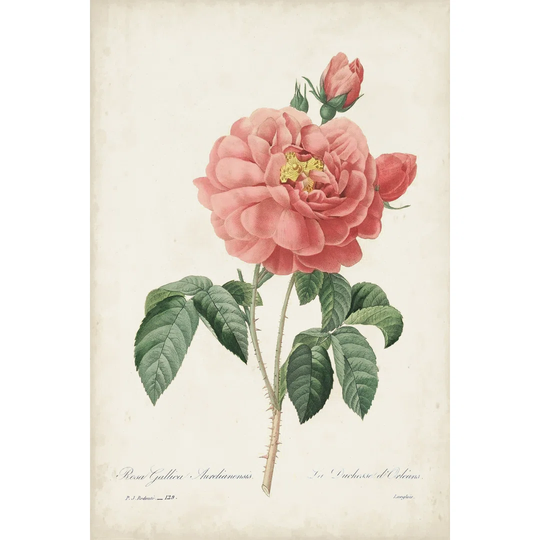 Vintage Redoute Roses III - Wrapped Canvas Graphic Art