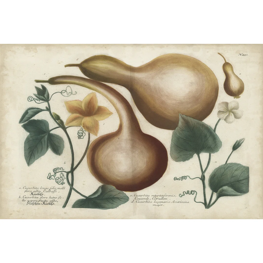Exotic Weinmann Botanical I