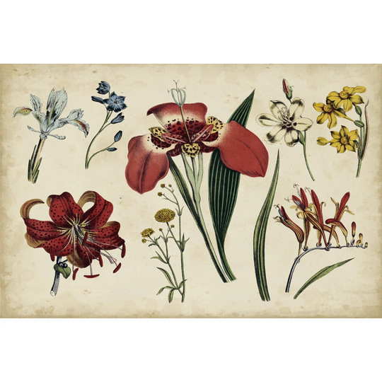 Antique Botanical Chart II - Wrapped Canvas Graphic Art