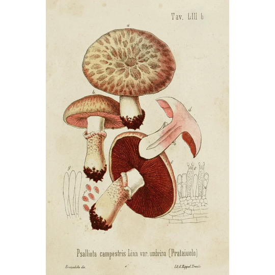 Mushroom Varieties II - Wrapped Canvas Art Prints