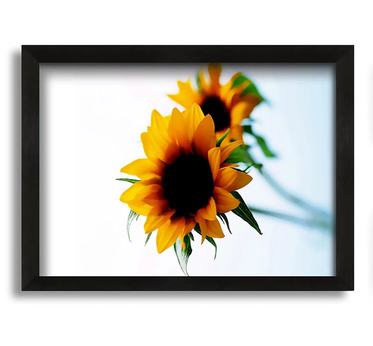 Yellow Sunflower Duo - Picture Frame Photograph on Canvas