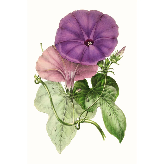 Paxton Florals III - Unframed Painting