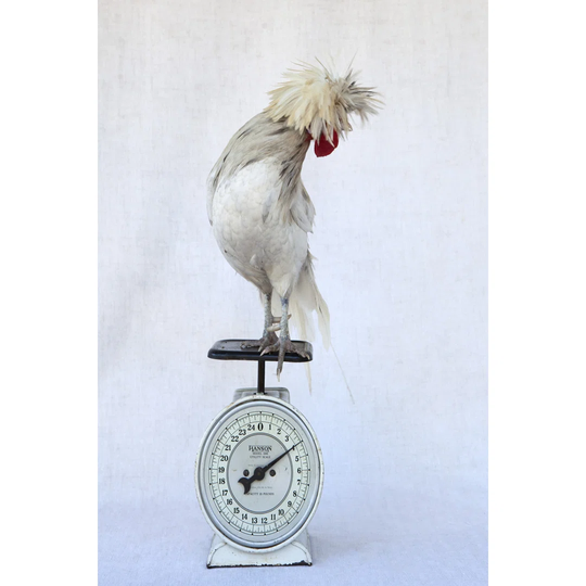 Rod on Scale by Tania Soderman - Wrapped Canvas Graphic Art