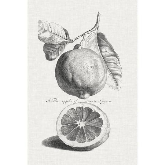 Antique Lemons & Oranges IV - Wrapped Canvas Drawing