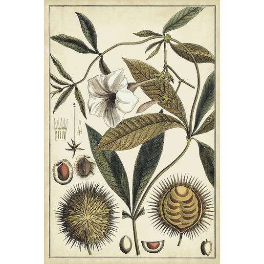 Ivory Botanical Study II - Wrapped Canvas Graphic Art