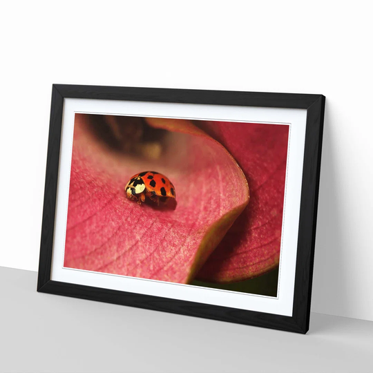 'Ladybird 2' Framed Photographic Print