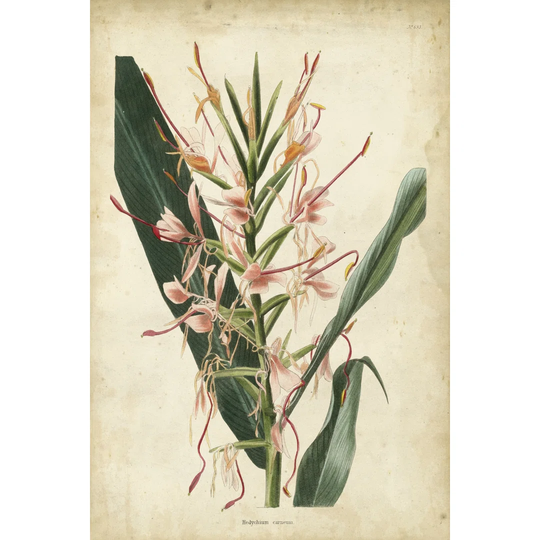 Tropical Delight III by Edmonston & Douglas - Wrapped Canvas Graphic Art
