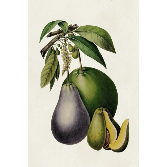Fruit of the Tropics IV - Wrapped Canvas Painting