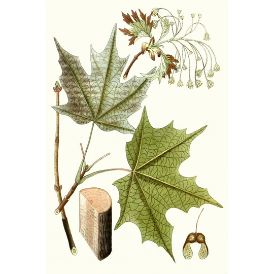 Maple Leaves III - Wrapped Canvas Art Prints