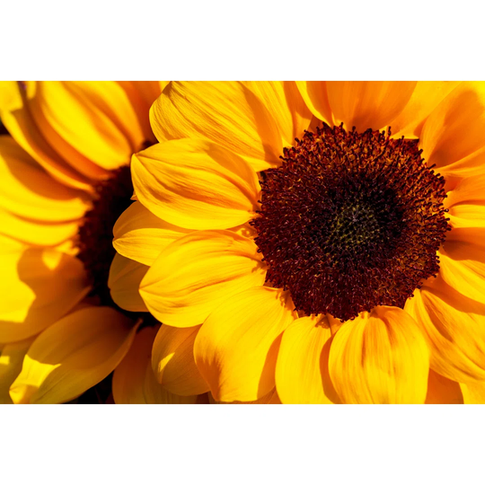 Close-up of Sunflowers in the Summer Time Garden by Vronja_Photon - Wrapped Canvas Photograph Print
