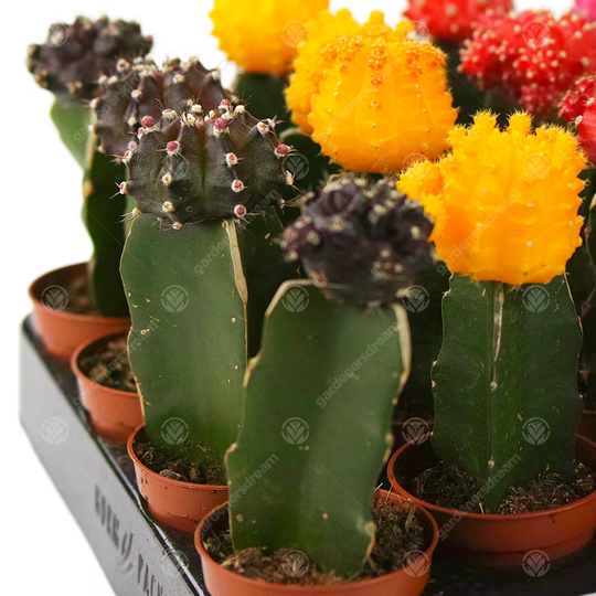 20 Piece Disco Cactus Mix Set