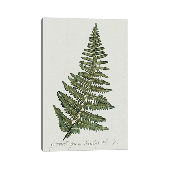 Fern Studies II by Carol Robinson - Painting Print on Canvas