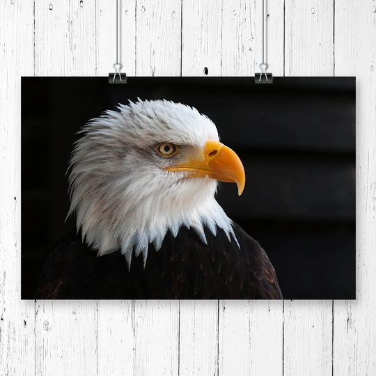 'Bald Eagle' Photographic Print