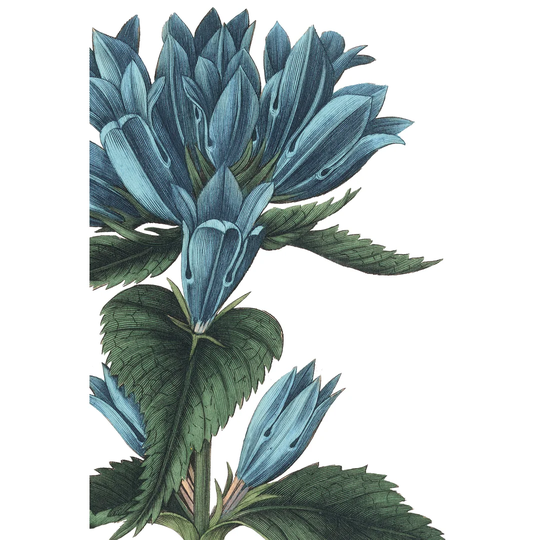 Botanique II no Words by Wild Apple Portfolio - Wrapped Canvas Painting