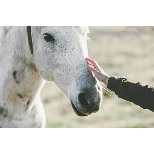 White Horse Head Hand Touching Lifestyle Animal and People Friendship Travel Concept - Wrapped Canvas Photograph