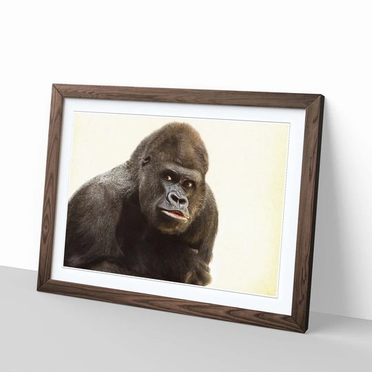 'Silverback Gorilla 3' Framed Photographic Print