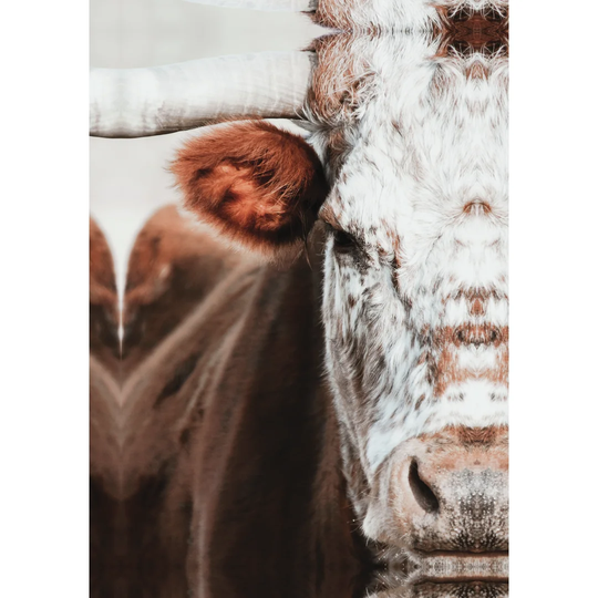 Red and White Bull - Wrapped Canvas Photograph Print