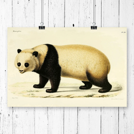 'Vintage Panda Japanese Oriental Art' Graphic Art