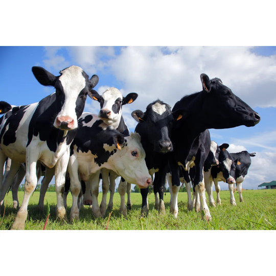 Holstein Cows Cattle - Wrapped Canvas Photograph