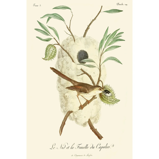 Vintage French Birds VII by de Langlois - Wrapped Canvas Painting