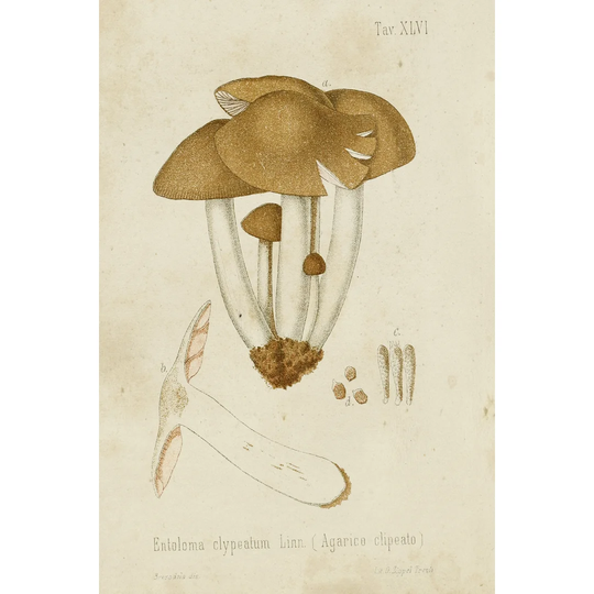 Mushroom Varieties V - Wrapped Canvas Painting