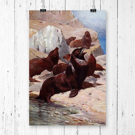 'Vintage Californian Sea-Lion' by W Kuhnert Graphic Art