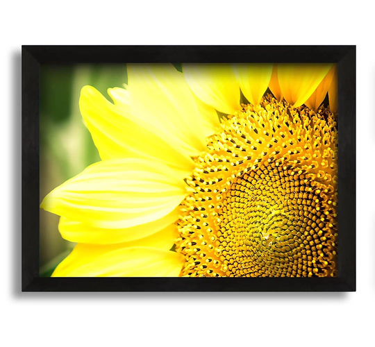 Sunflower Close-Up - Picture Frame Graphic Art on Canvas