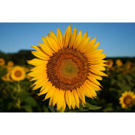 Close-up Image of a Sunflower in Summer by Liz W Grogan - Wrapped Canvas Photograph Print