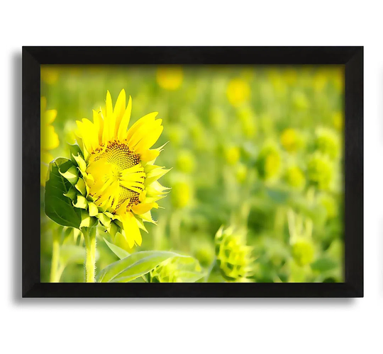 I Am Shy - Picture Frame Graphic Art on Canvas
