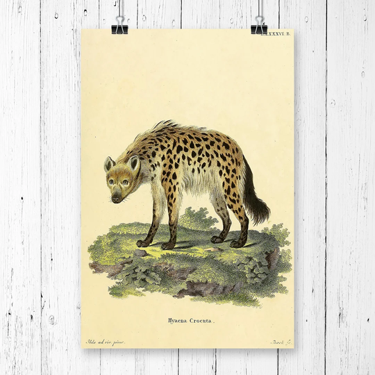 'Vintage Hyena' Graphic Art