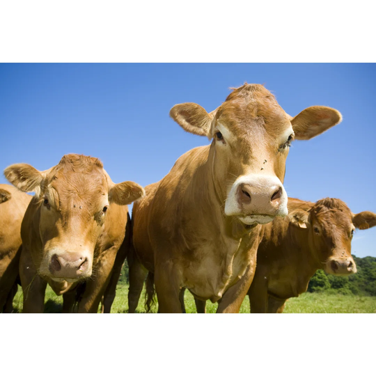 Herd of Cows by Fanch - Wrapped Canvas Photograph