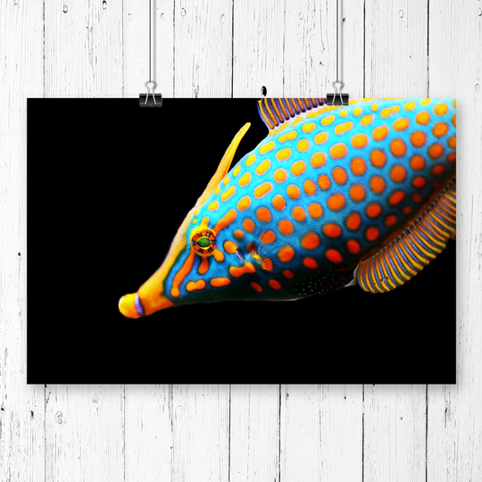 'Meeresbehoner Fish' Graphic Art