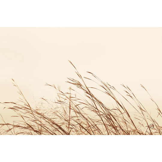 Country Grasses II by Nathan Larson - Wrapped Canvas Photograph