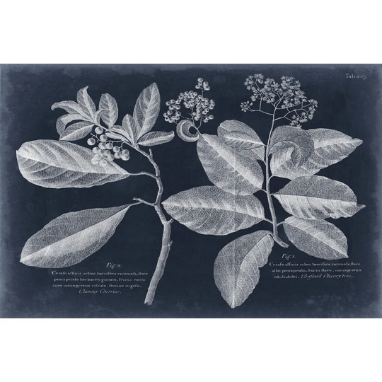 Foliage On Navy IV