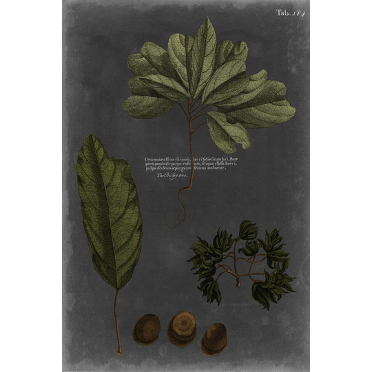 Foliage Dramatique VI by Vision Studio - Wrapped Canvas Painting