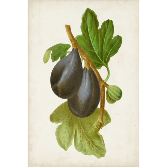 Antique Fruit VI by Vision Studio - Wrapped Canvas Painting
